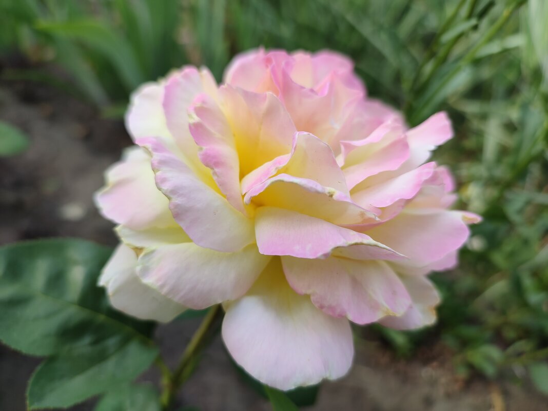 Роза - Валентина Богатко 