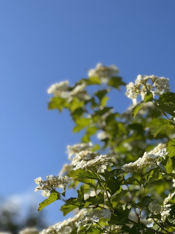 Карелия - Наталья Дейнес