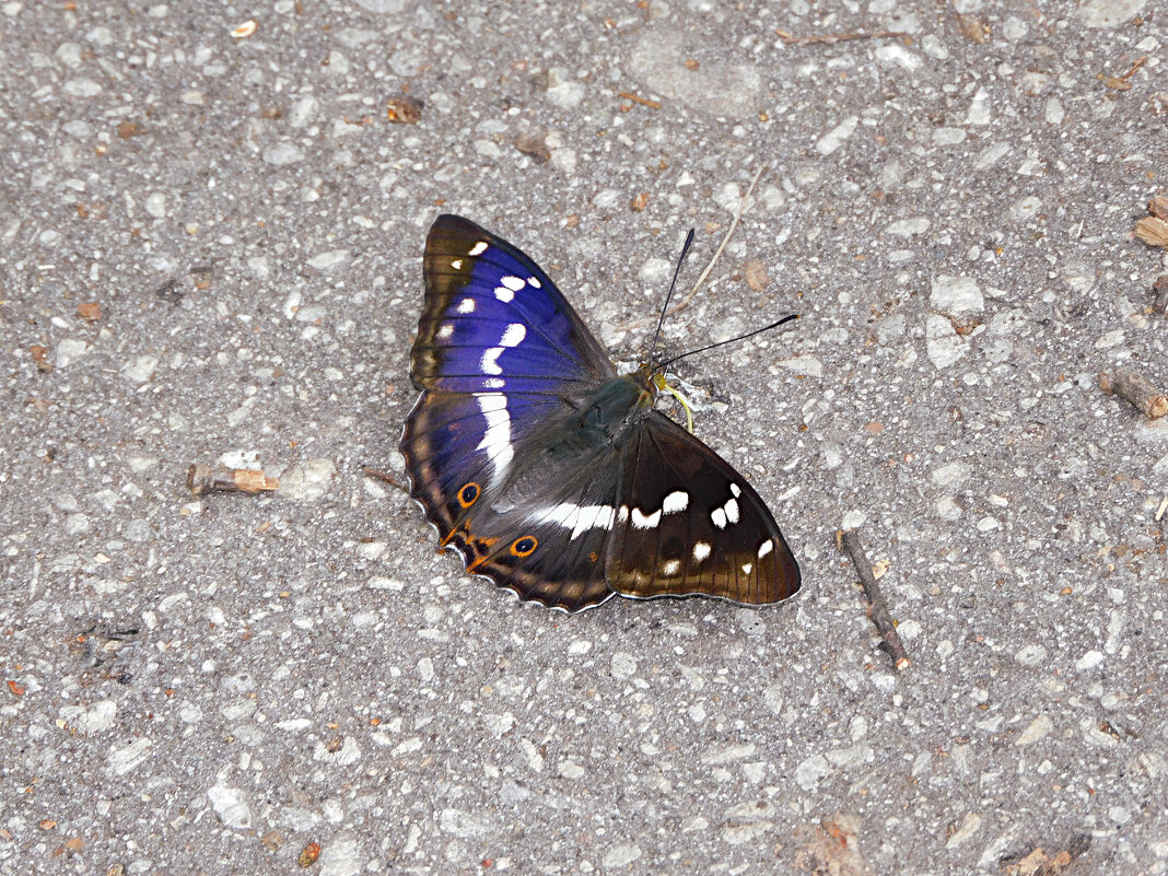 Переливница ивовая - Лина 