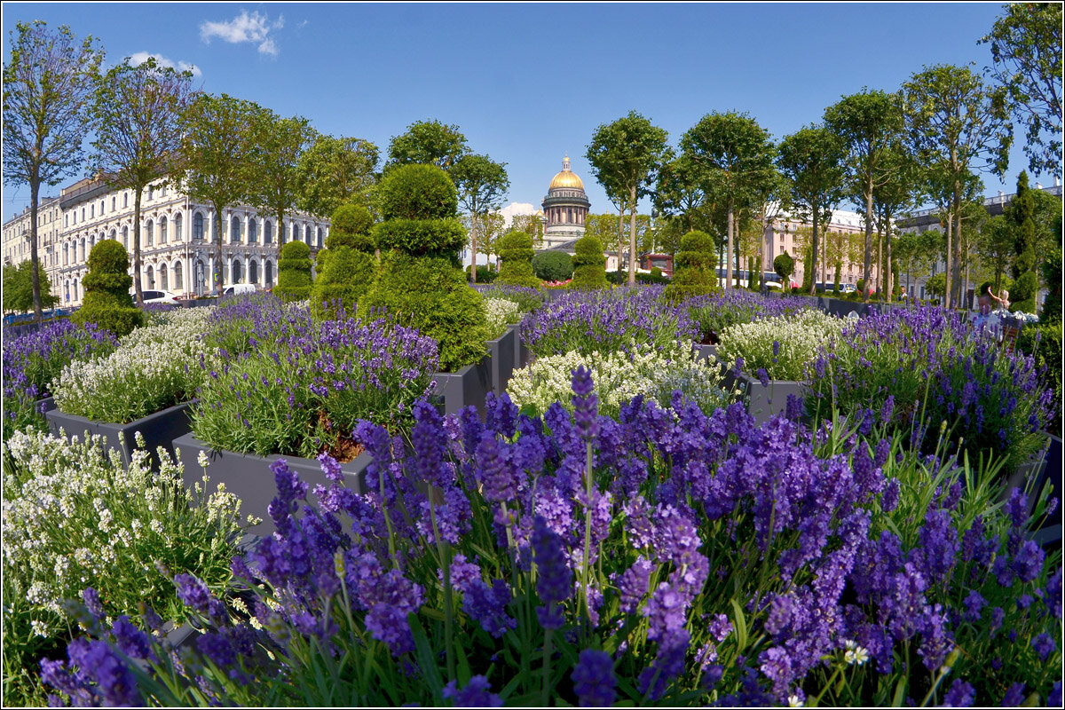 Исаакиевская площадь - новый вид - Николай Кувшинов Исаакиевская площадь - новый вид - Николай Кувшинов