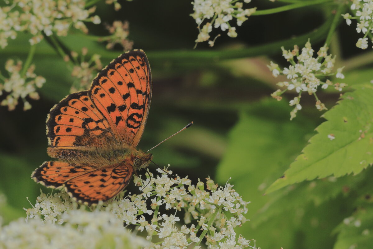 *** - Виктор Ноговицин