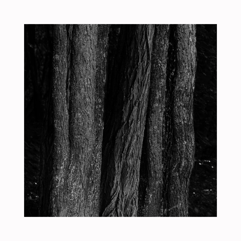 Из серии "В старом парке" - Victor Nikonenko