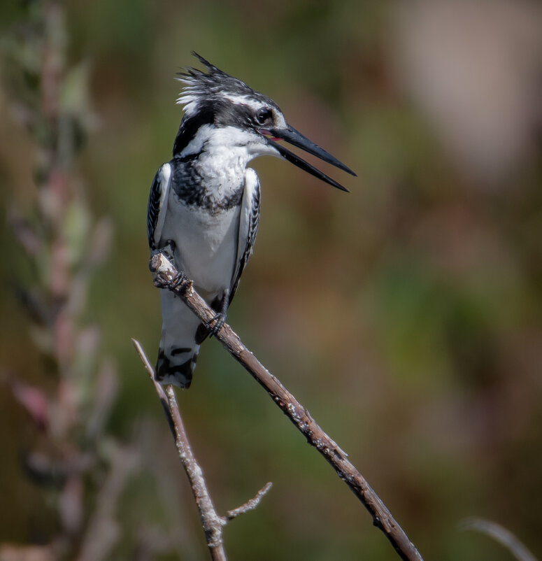 Малый пегий зимородок(Ceryle rudis). - Александр Григорьев Малый пегий зимородок(Ceryle rudis). - Александр Григорьев