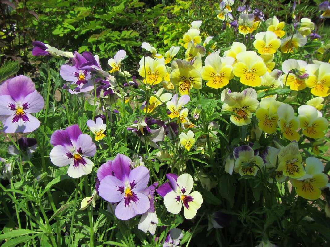 Анютины Глазки июня - dli1953 Анютины Глазки июня - dli1953