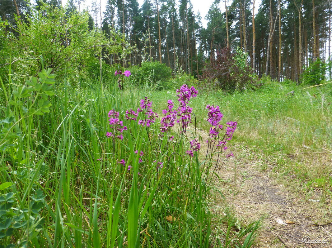 По дороге в лес - Raduzka (Надежда Веркина)