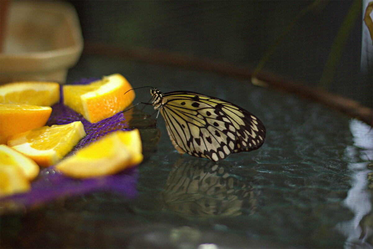 Дом бабочек. ВДНХ.Москва - Надежда 