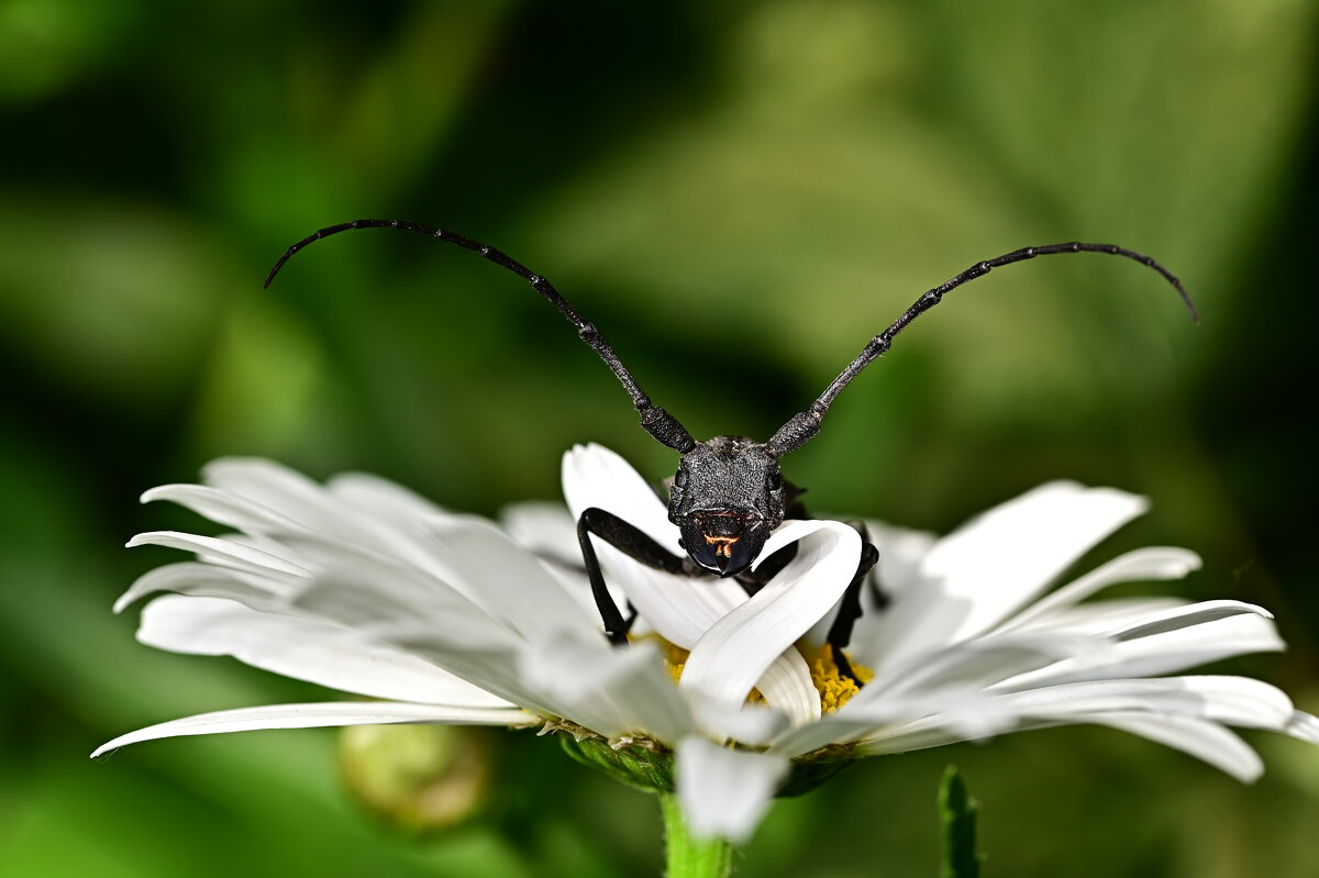Жук - Светлана 