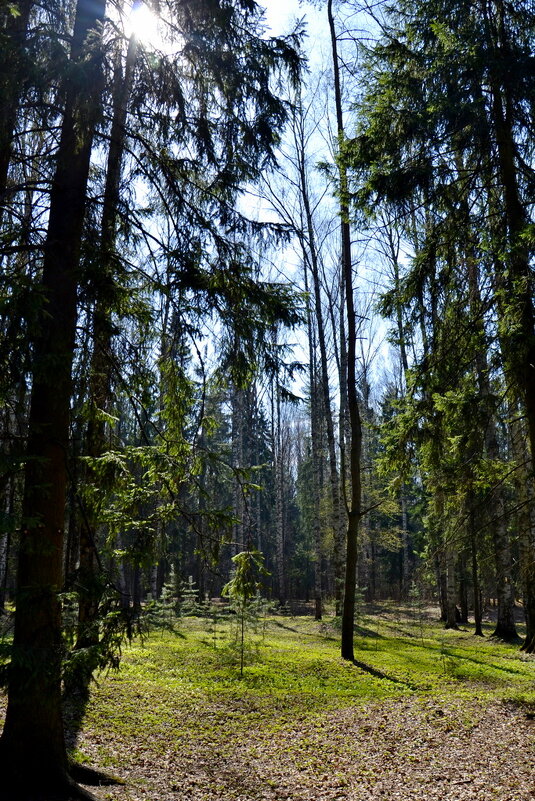 ПАВЛОВСК, прогулка. - Виктор Осипчук