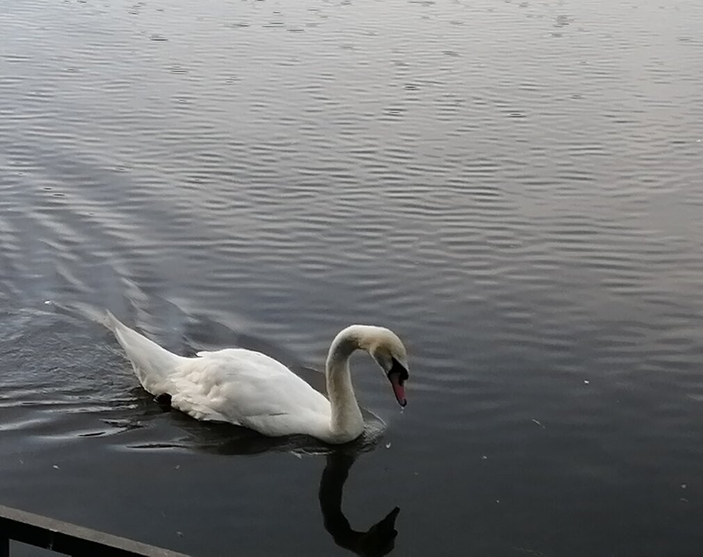 Отдыхает - Митя Дмитрий Митя