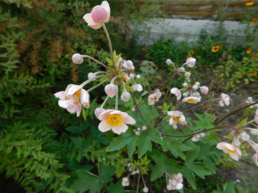 Анемона ветреница японская - Наиля Анемона ветреница японская - Наиля
