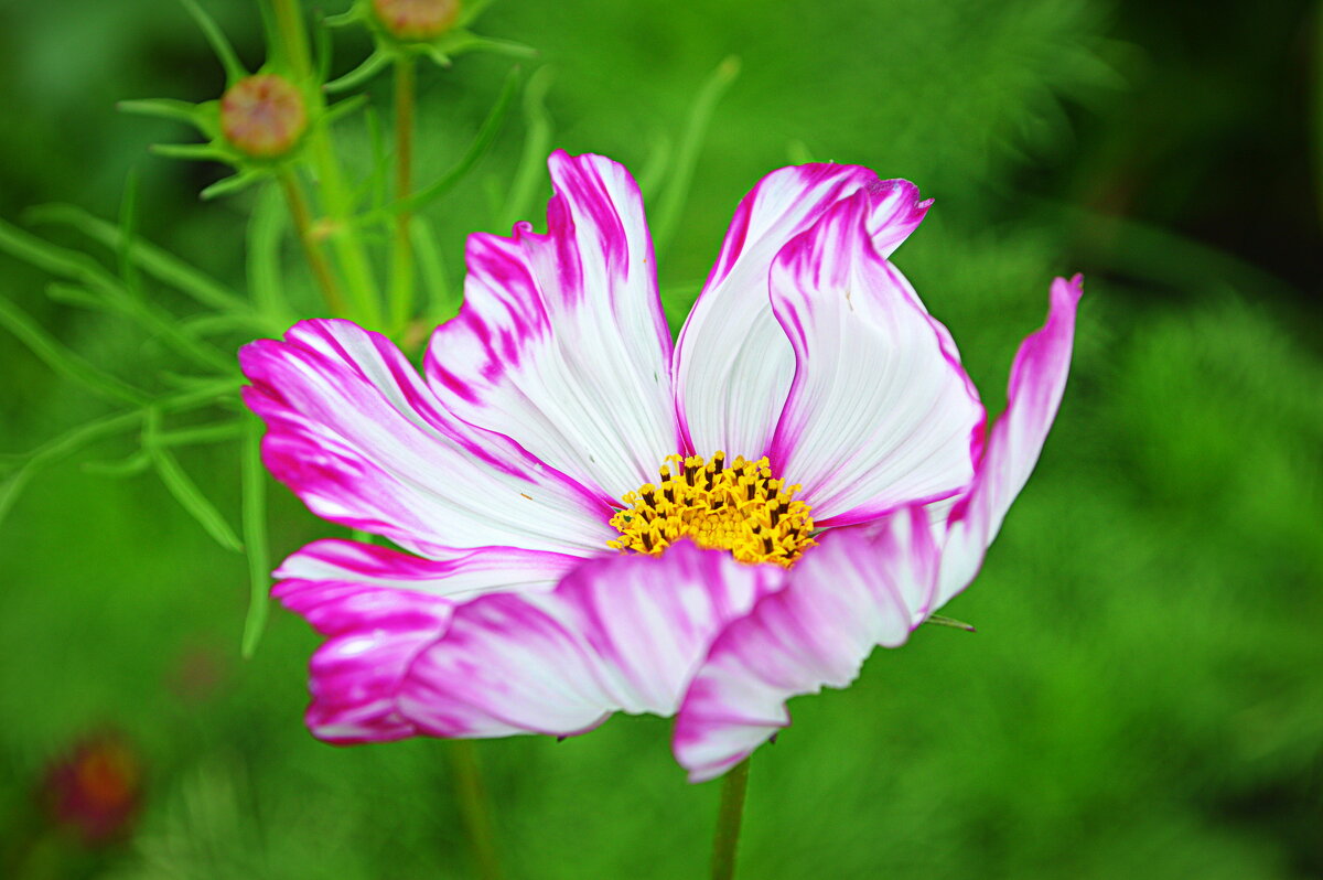 Танец космеи - Татьяна Лютаева Танец космеи - Татьяна Лютаева