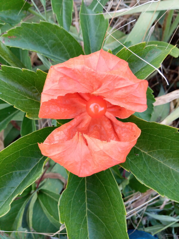 Летняя находка - Татьяна Пальчикова Летняя находка - Татьяна Пальчикова