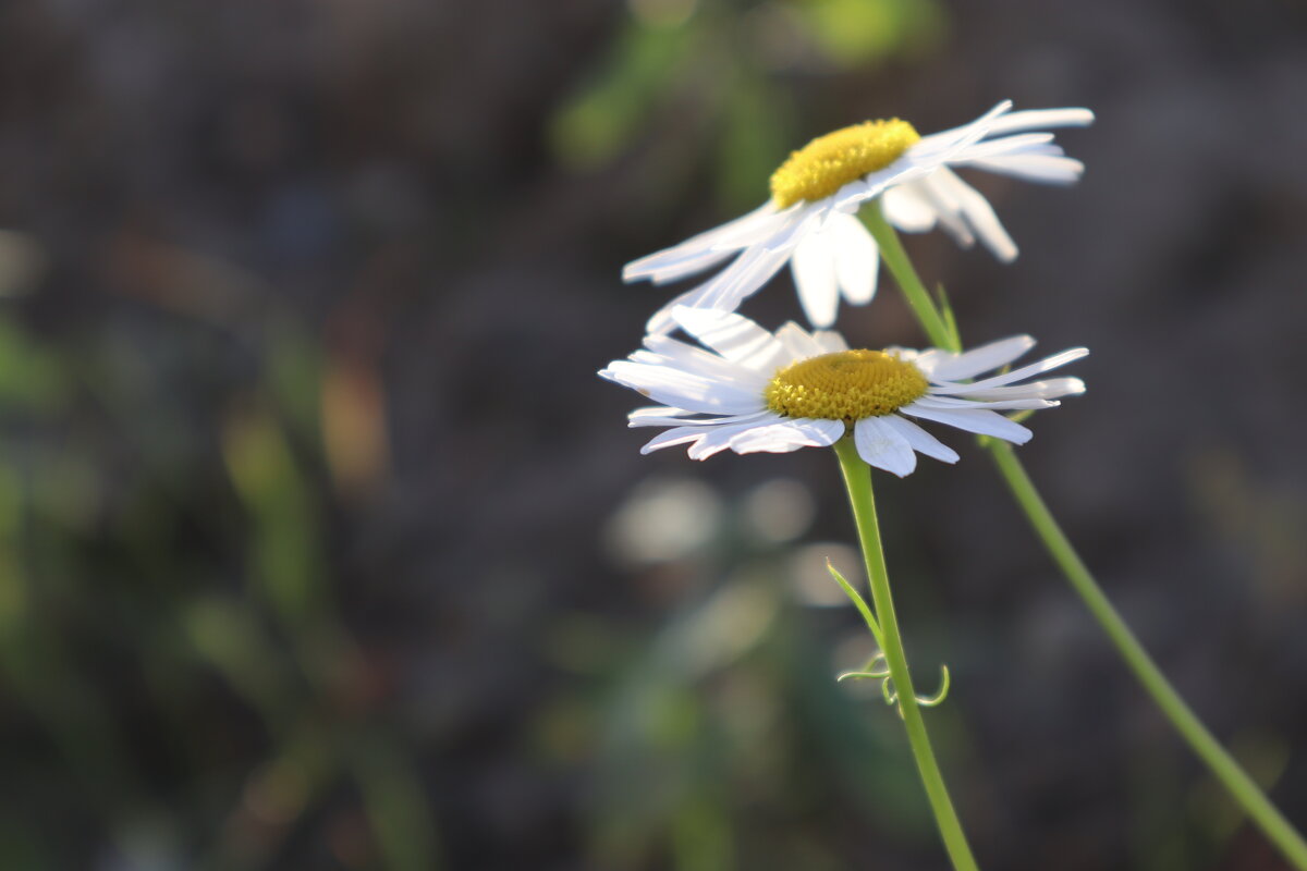 Ромашковые объятия - Светлана Адушкина Ромашковые объятия - Светлана Адушкина