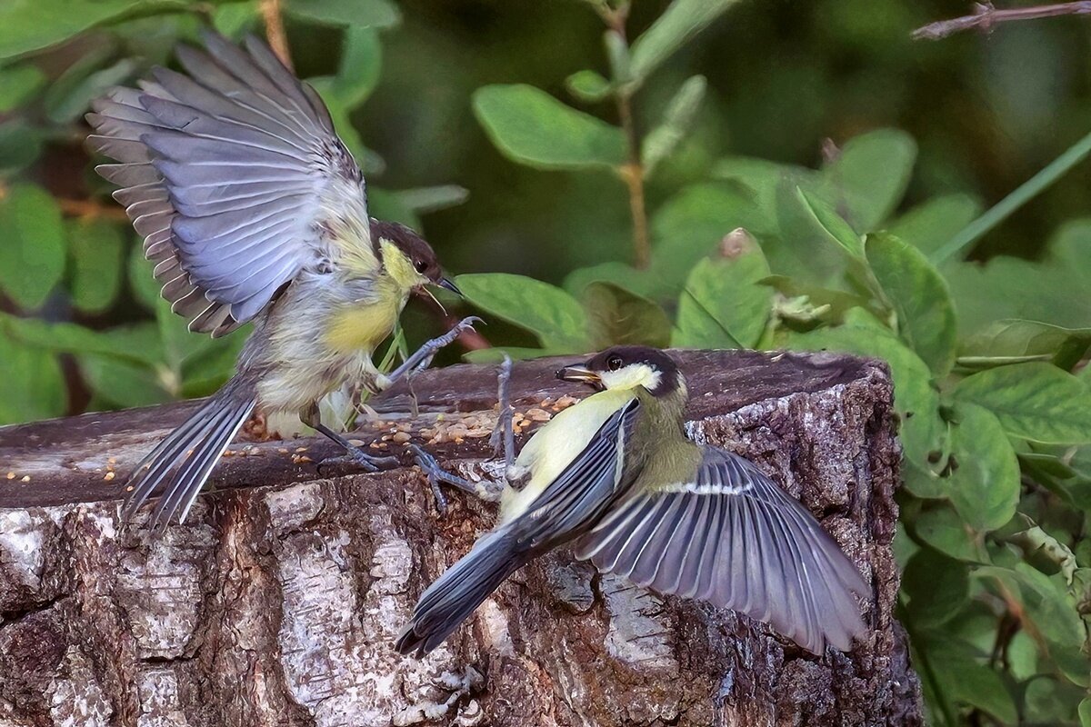 Горячие сестрички - Николай Соколухин Горячие сестрички - Николай Соколухин