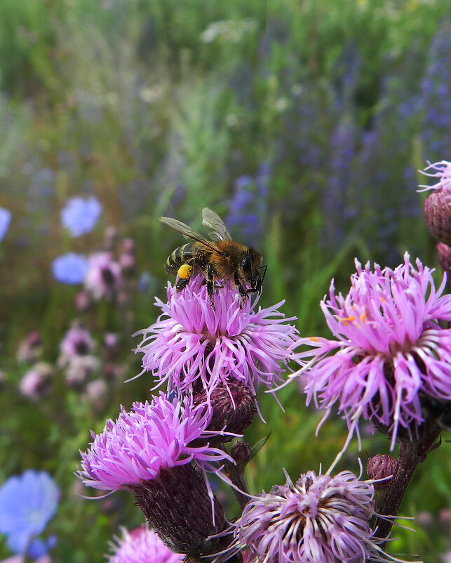 *** - Лера *** - Лера