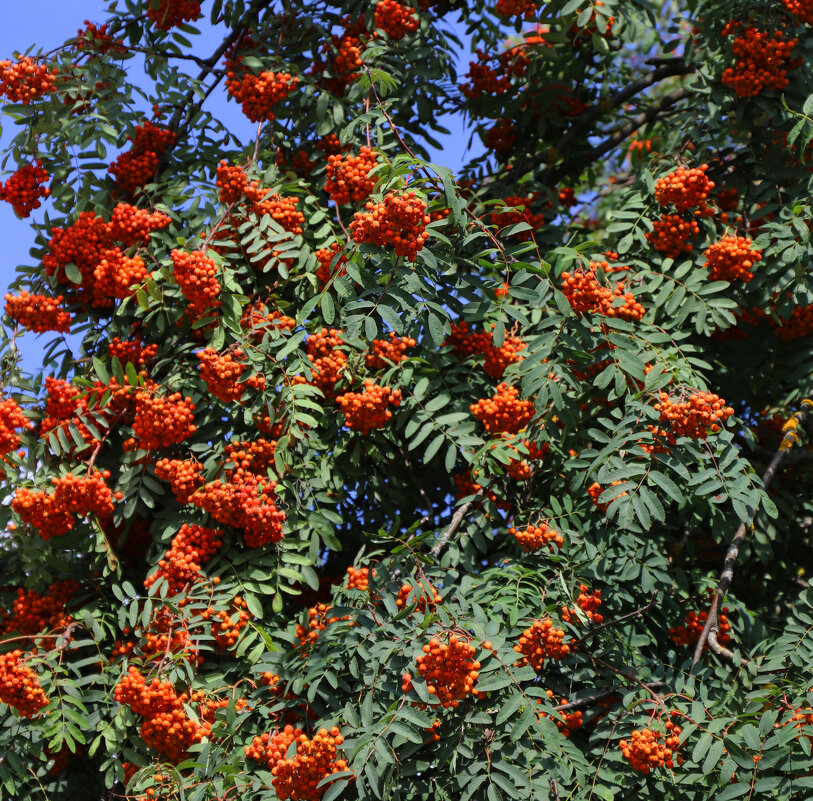 Рябина - краснов юрий Рябина - краснов юрий