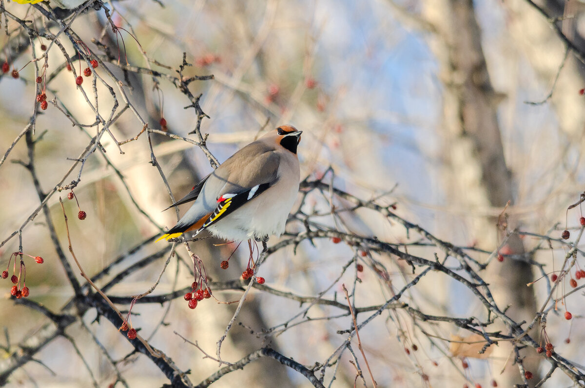 Свиристель. - Виктор Иванович Чернюк