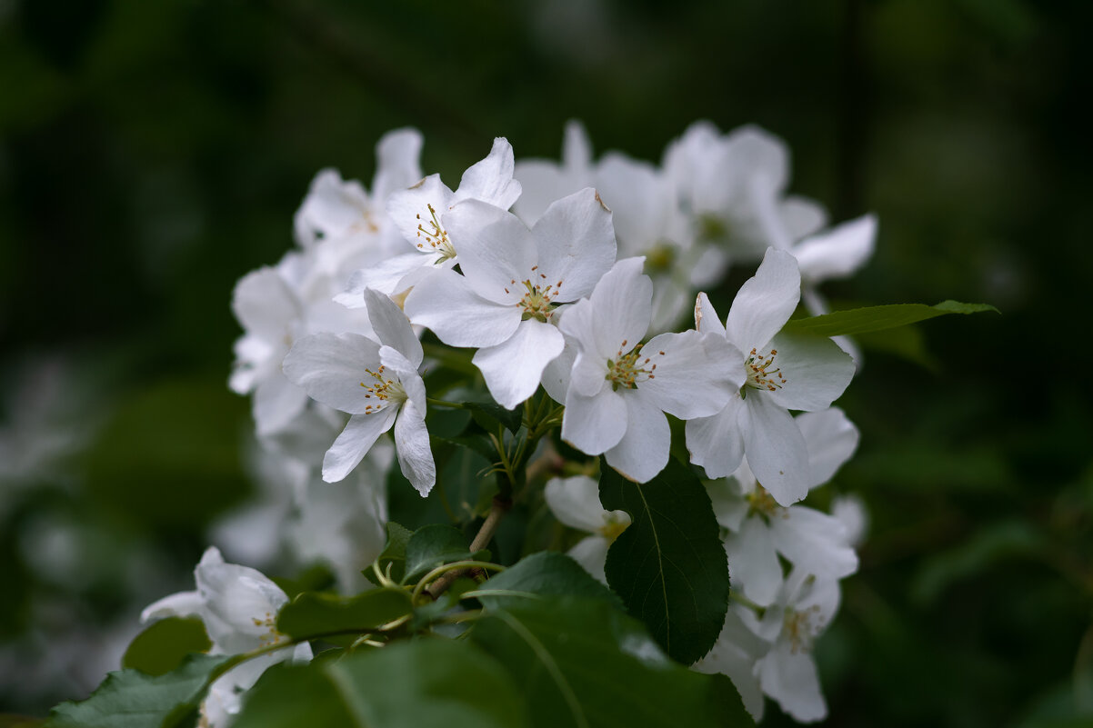 *** - Виктор Иванович Чернюк *** - Виктор Иванович Чернюк