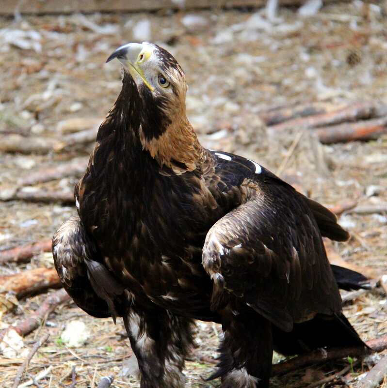 Беркут - Ирина Осипова