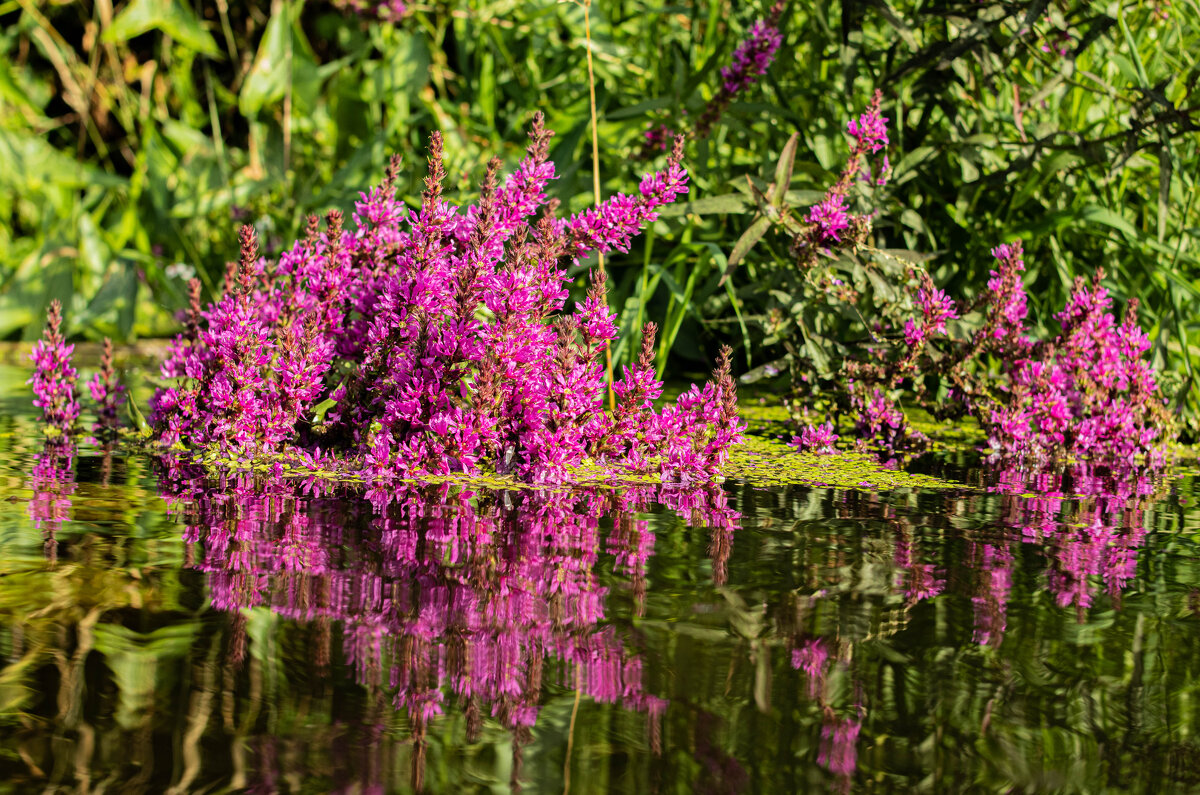 цветы - Екатерина Счасная