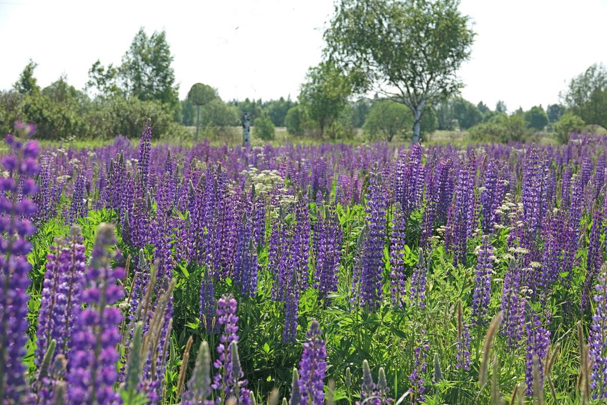 Цветы - Светлана Каруненко