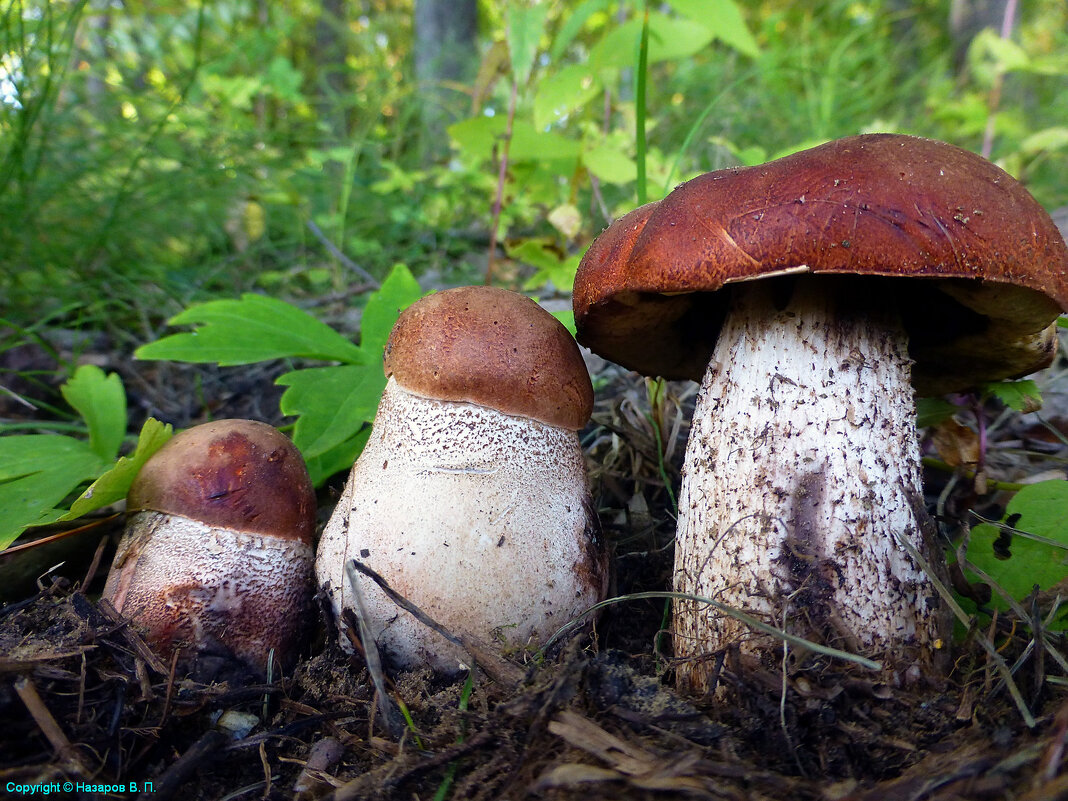 Август...Семья  боровиков! - Владимир 