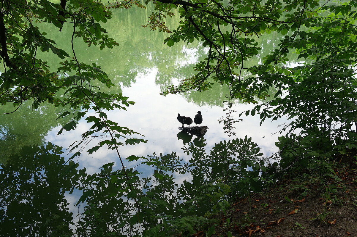 Летний этюд с лысухами на бревне - Маргарита Батырева Летний этюд с лысухами на бревне - Маргарита Батырева