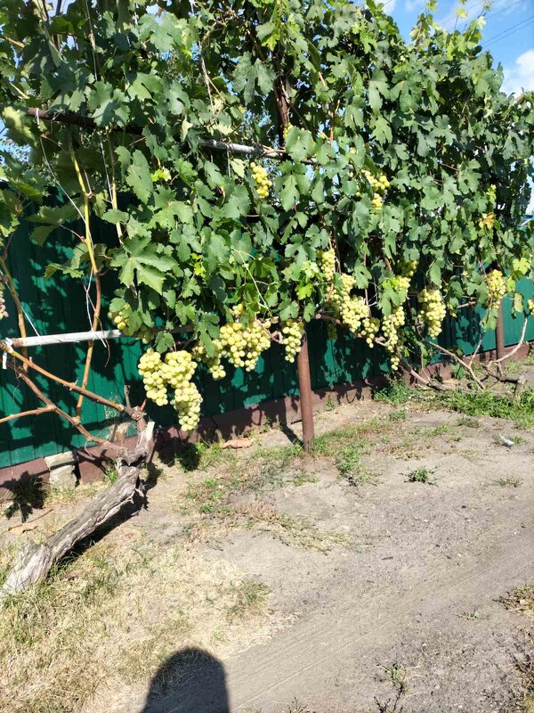 Виноград у ограды. - Валерьян Запорожченко