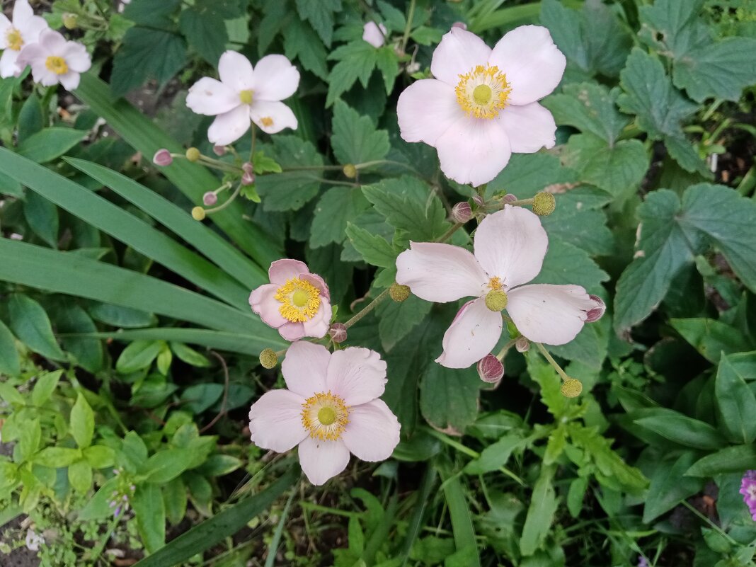 Летние. - Владимир Драгунский Летние. - Владимир Драгунский