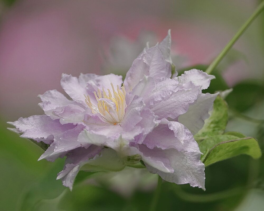 Клематис - Светлана Каруненко