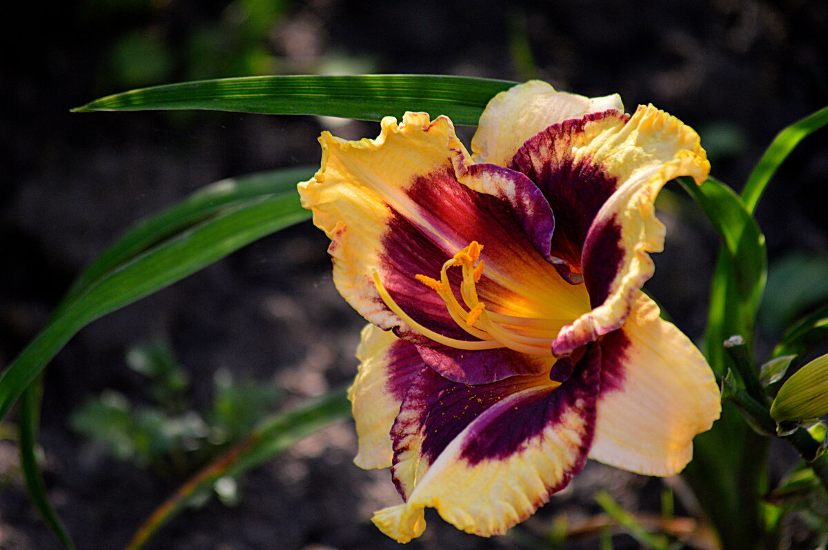 Лилейник - Татьяна Лютаева Лилейник - Татьяна Лютаева