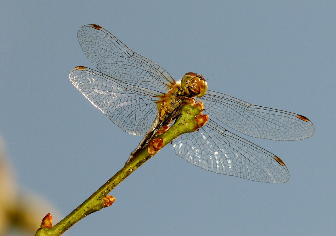 августовские стрекозки 4 - Александр Прокудин августовские стрекозки 4 - Александр Прокудин