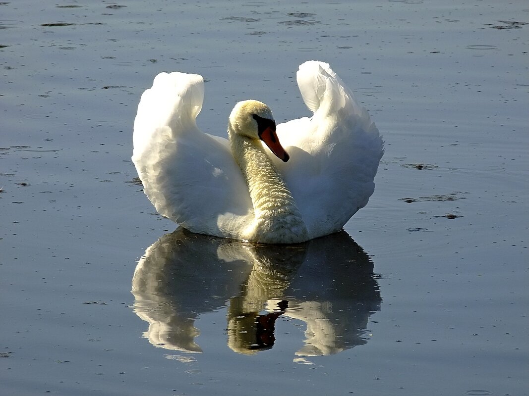 Красивая ярость - Фёдор Меркурьев Красивая ярость - Фёдор Меркурьев