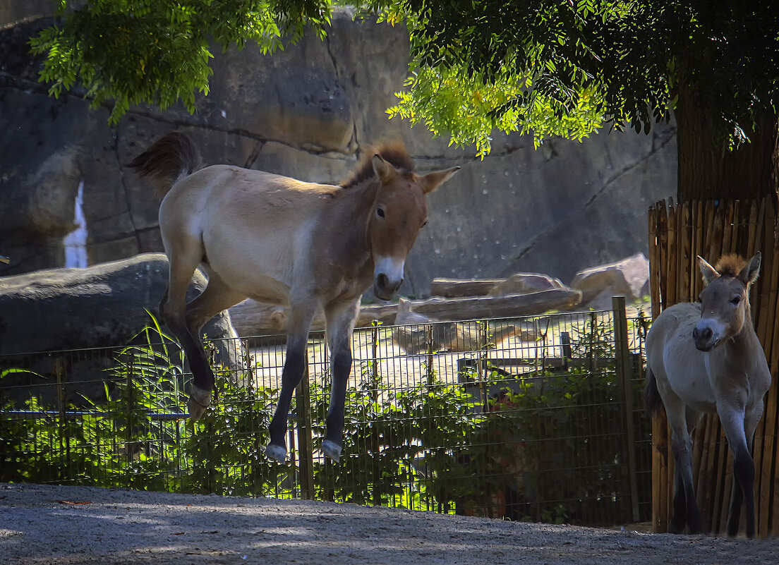 Прижки на месте - Alexander Andronik Прижки на месте - Alexander Andronik