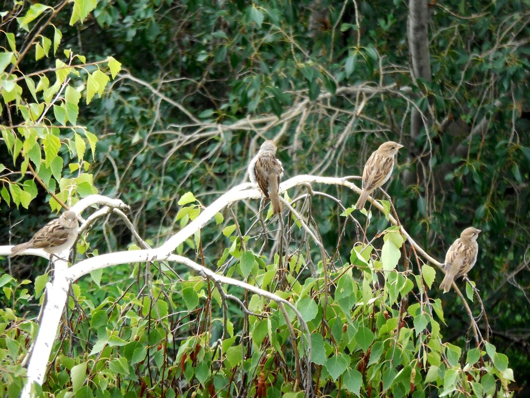 Воробушки перед окном - Надежда Воробушки перед окном - Надежда
