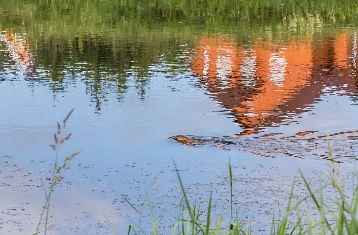 Речной житель. - Алексей Трухин Речной житель. - Алексей Трухин