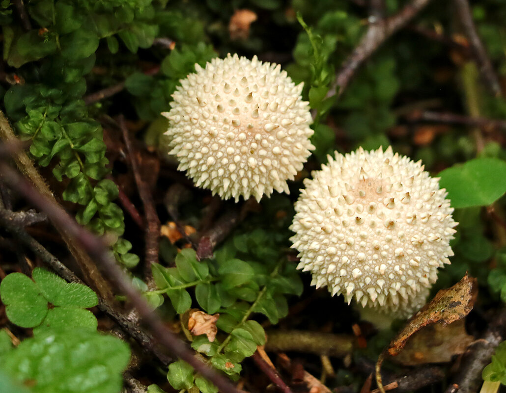 То ли дождевики, то ли жемчужные мухоморы? - Светлана 