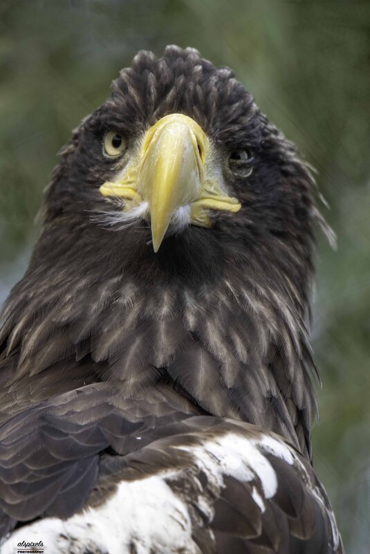 Steller&#39;s sea eagle - Al Pashang 