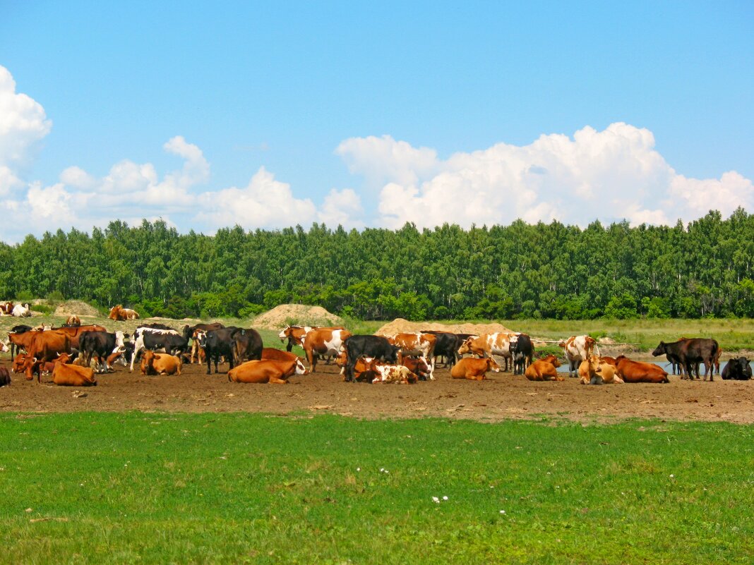 На водопое - Владимир 