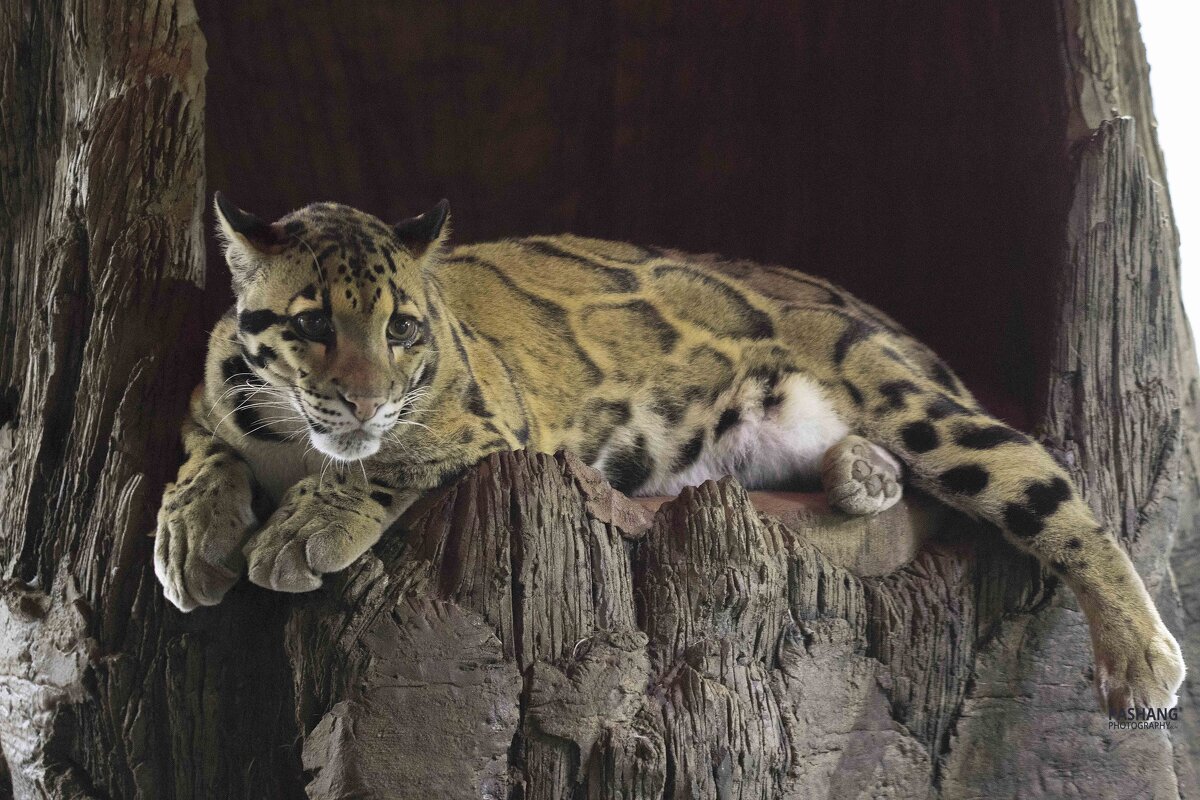 Clouded leopard - Al Pashang 