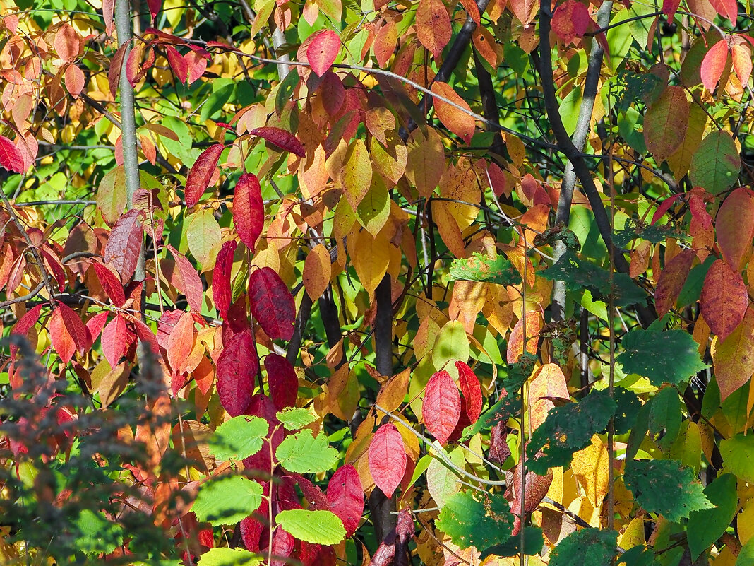 осень - Виктор 