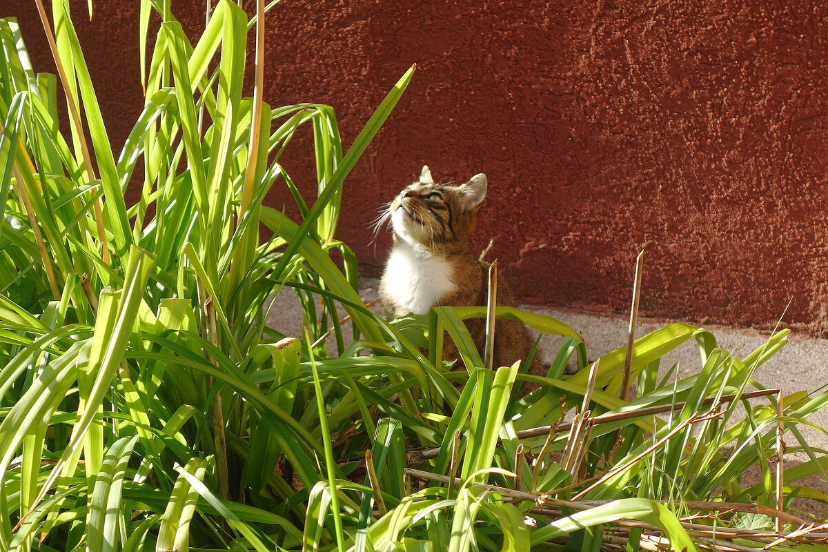 Котенок - романтик - Маргарита Батырева