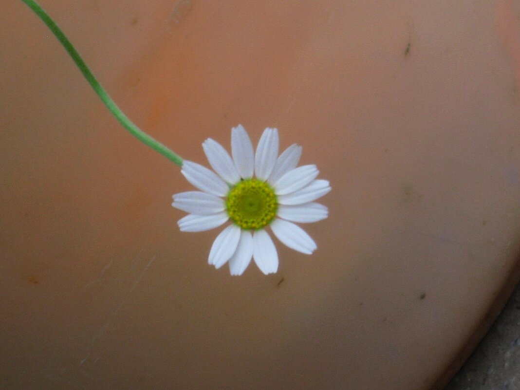 . - Александр Хоменко