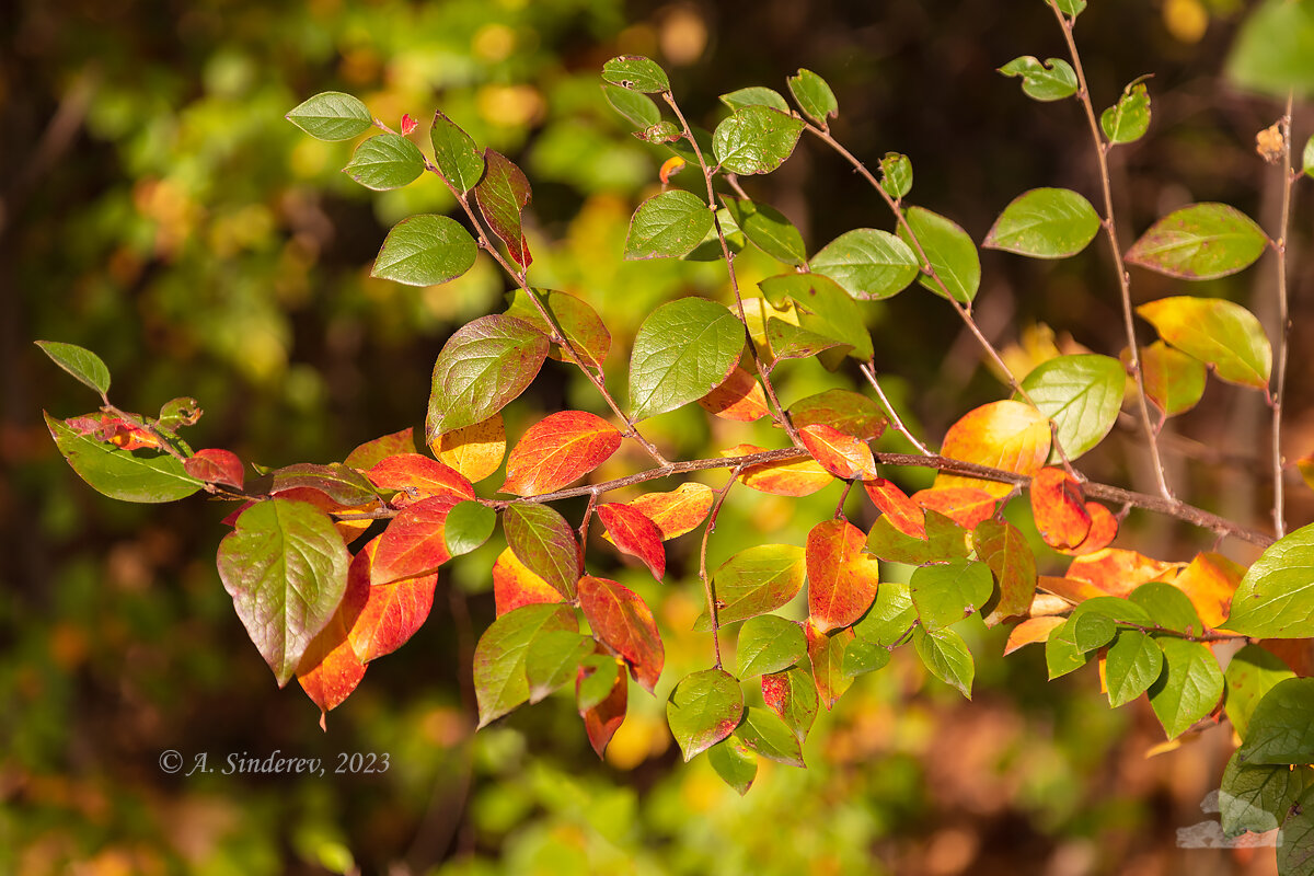 Осенняя ветка - Александр Синдерёв Осенняя ветка - Александр Синдерёв