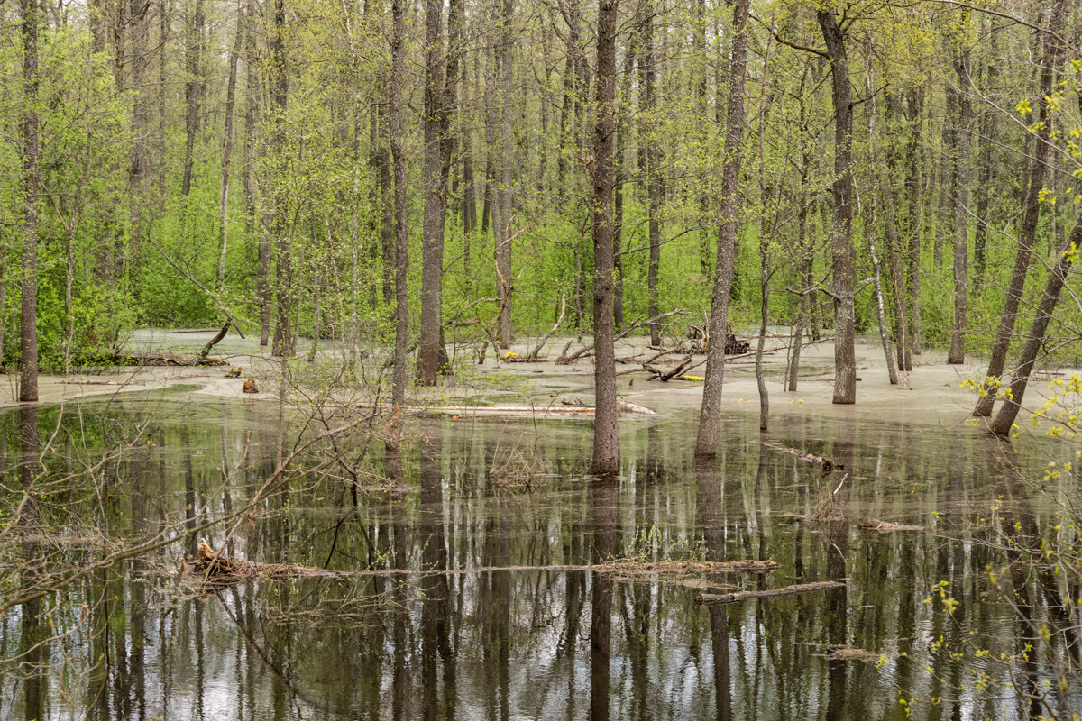 Весенний разлив реки Днепр - Игорь Сикорский Весенний разлив реки Днепр - Игорь Сикорский