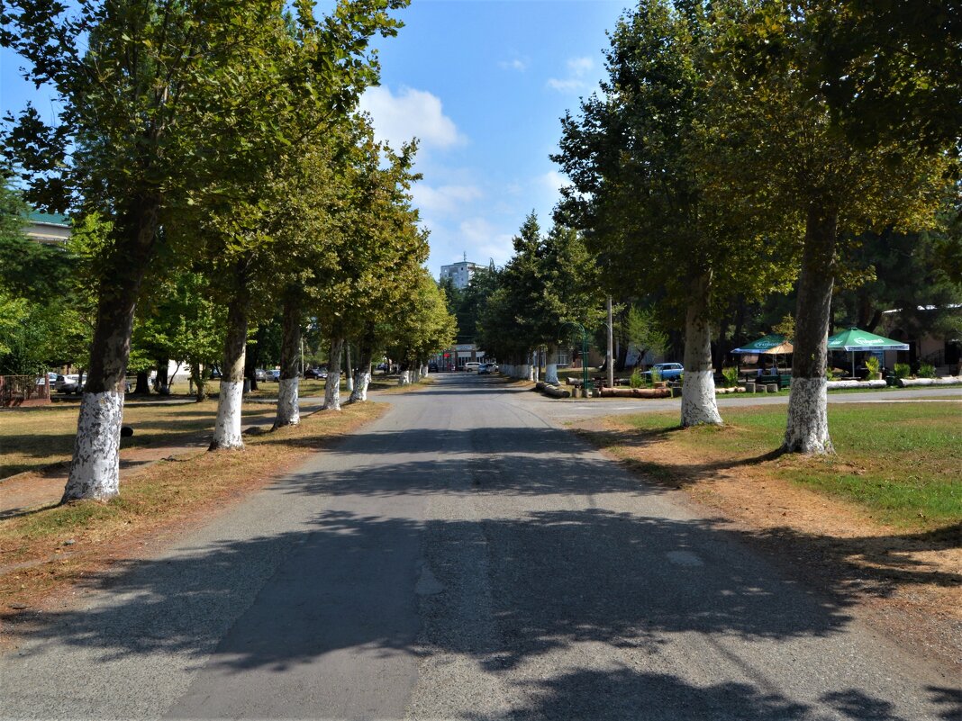 Пицунда. Платановая аллея улицы Платановой. - Пётр Чернега