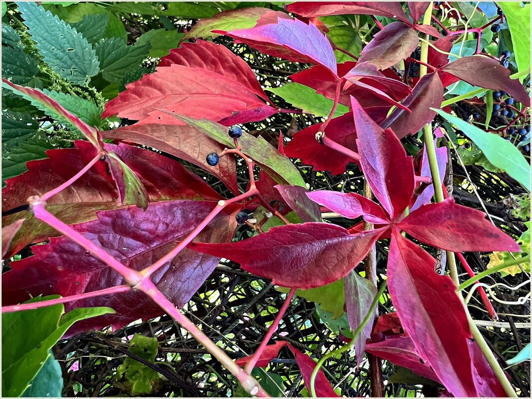 ******* - Валерия Комова ******* - Валерия Комова