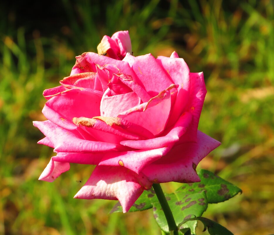 Увядающая красотка - Андрей Снегерёв Увядающая красотка - Андрей Снегерёв