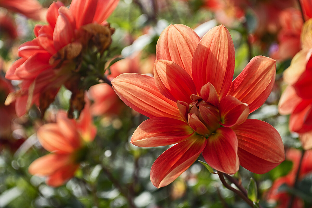 Привет от сентябрьского лета - Регина Привет от сентябрьского лета - Регина