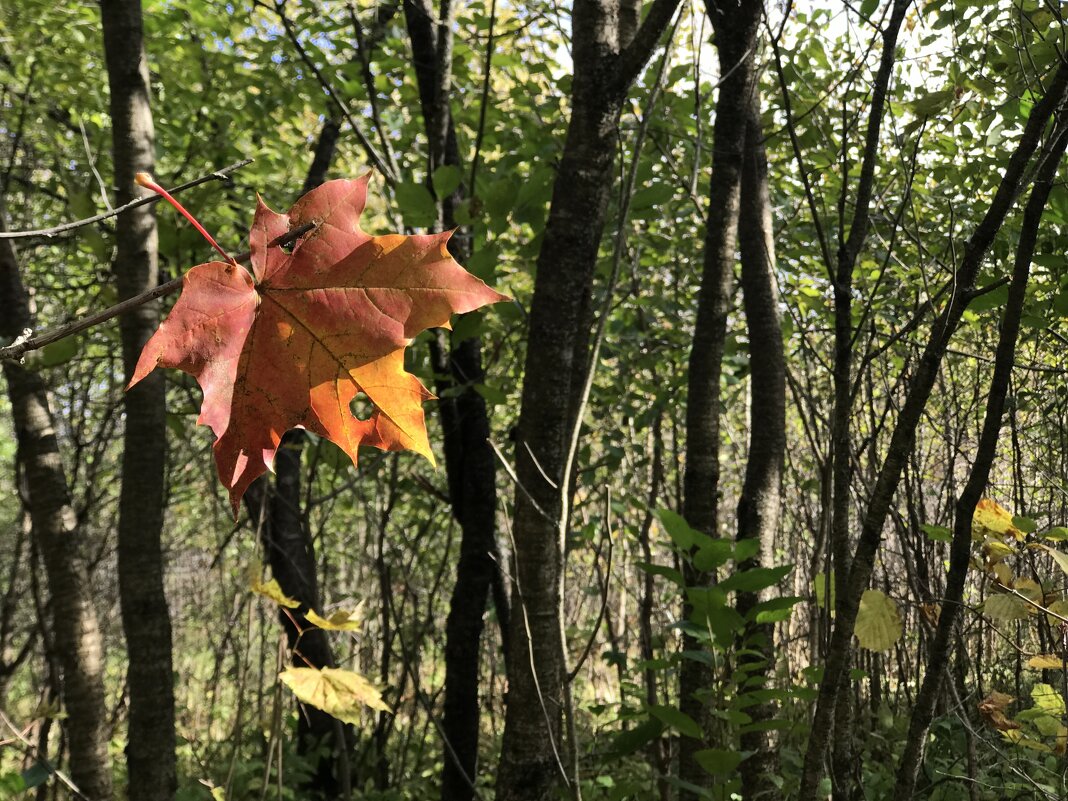 Кленовый акцент - Любовь 